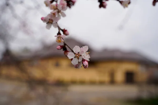 Fiori Albicocca Primaverili Gemme Trasformano Fiori — Foto Stock