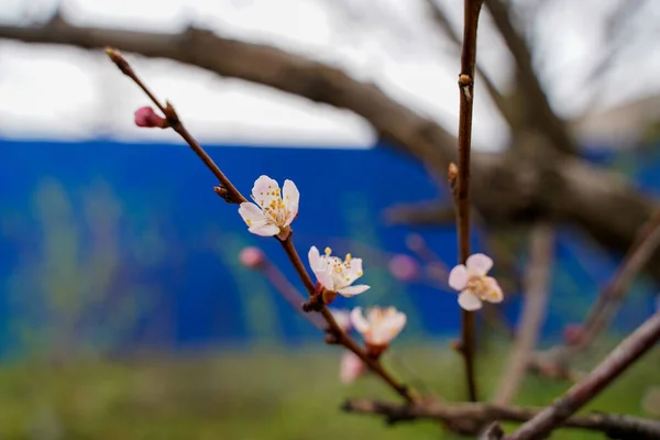 Jarní Meruňkový Květ Pupenů Stávají Květiny — Stock fotografie