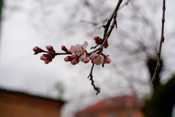 Wiosenny Kwiat Moreli Pąki Zamieniają Się Kwiaty — Zdjęcie stockowe