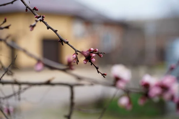 Fiori Albicocca Primaverili Gemme Trasformano Fiori — Foto Stock