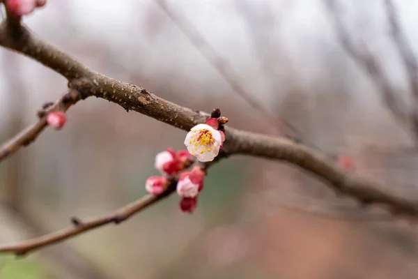 Fiori Albicocca Primaverili Gemme Trasformano Fiori — Foto Stock