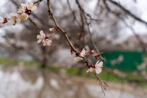 Fiori Albicocca Primaverili Gemme Trasformano Fiori — Foto Stock