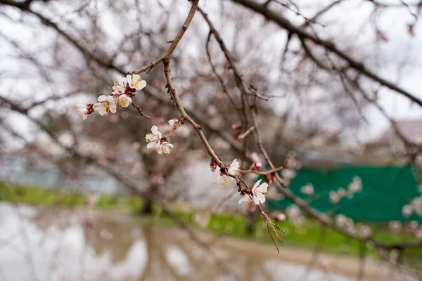 Jarní Meruňkový Květ Pupenů Stávají Květiny — Stock fotografie