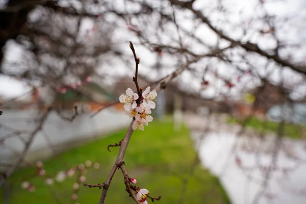 Fiori Albicocca Primaverili Gemme Trasformano Fiori — Foto Stock