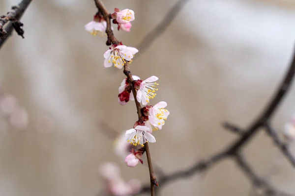 Fiori Albicocca Primaverili Gemme Trasformano Fiori — Foto Stock