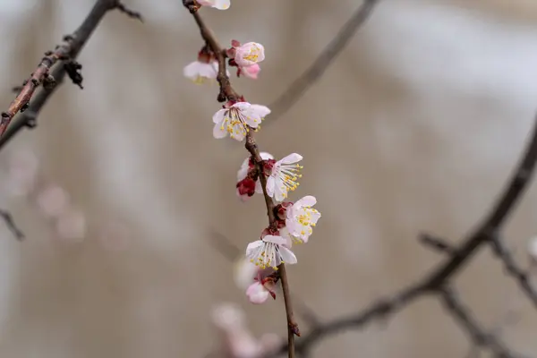 Fiori Albicocca Primaverili Gemme Trasformano Fiori — Foto Stock