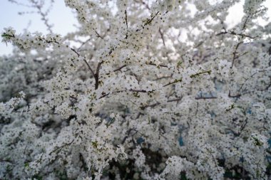Bahar kiraz çiçeği ağacı. Tomurcukların hoş kokusu.