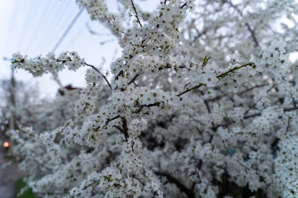 Árvore Flor Cereja Primavera Aroma Agradável Brotamento Botões — Fotografia de Stock