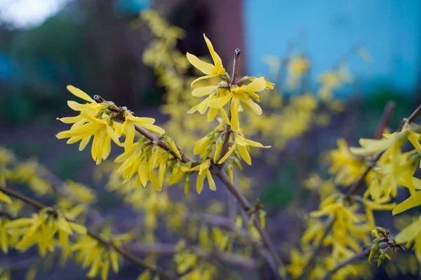 Forsythia blooms in spring. Beautiful shrub with yellow flowers buds