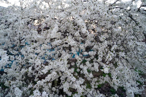 Весенний Цветок Вишни Приятный Аромат Зарождающихся Бутонов — стоковое фото
