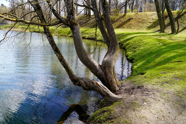 An old bent tree that grows on the shore of a pond with beautiful roots