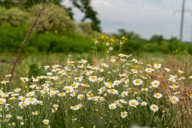Baharda tarlada güzel papatya çiçekleri. Bahar tatili ve doğa konsepti
