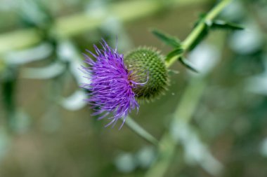 Devedikeni çiçeği. Güzel bir çiçek.