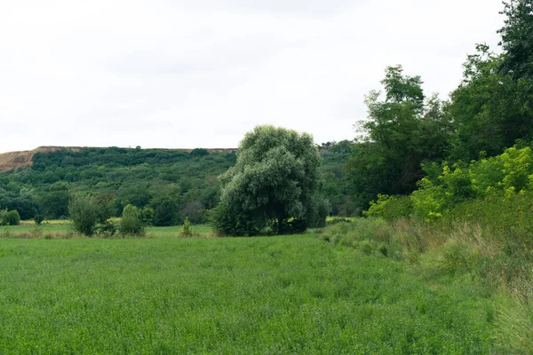 Landschaft Eines Einsamen Baumes Neben Einem Hügel Umgeben Von Viel — Stockfoto