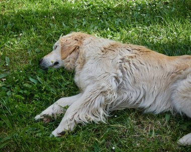 Baharda çimenlikte dinlenen şirin köpek.