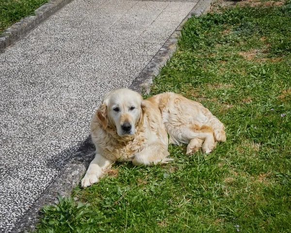 Netter Hund Sitzt Frühling Auf Dem Rasen — Stockfoto