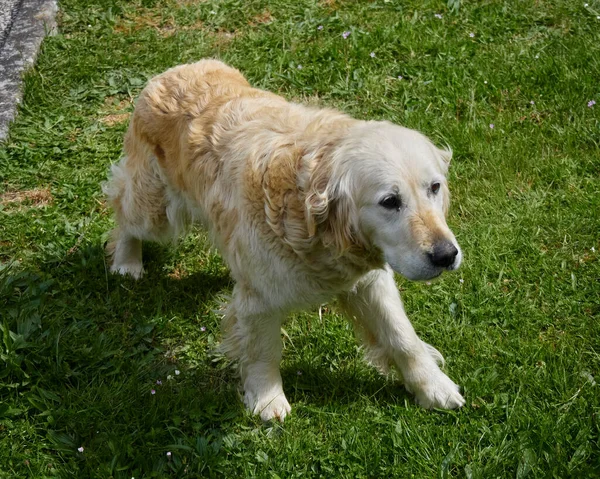 Netter Hund Steht Frühling Auf Dem Rasen — Stockfoto