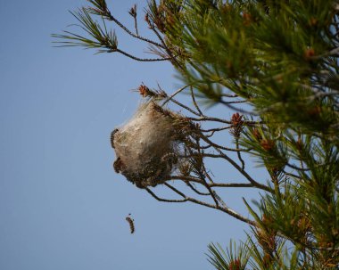 Madora ya da çam ağacındaki hüzünlü tırtıl, Gonimbrasia Belina larvası.