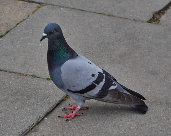 Single Pigeon Walking Asphalt Road — Stock Photo, Image