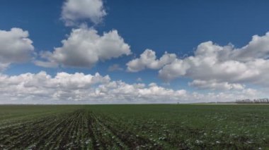 Rusya, timelapse. Bulutlar Don geniş bozkırlarında erken Bahar kış buğday alanları üzerinde hareket.