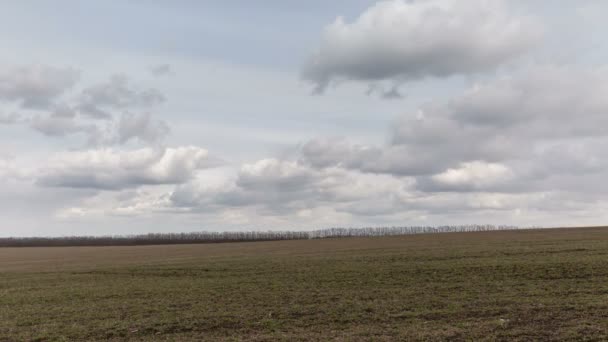 俄罗斯，游戏中时光倒流。冬小麦在早春在广阔的大草原的老爷子的田地上空的云块的运动. — 图库视频影像