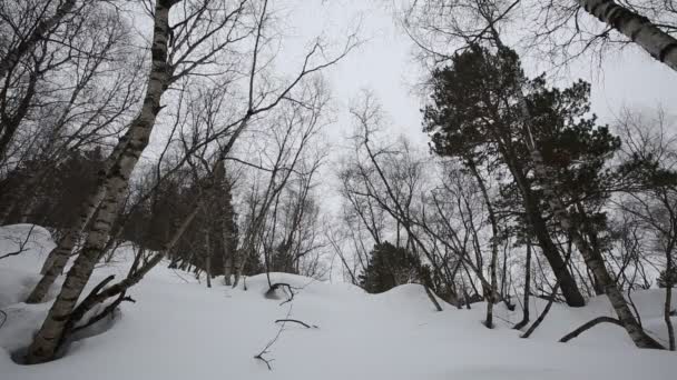 ロシア、北オセチア共和国アラニア。中央のコーカサス山脈の山中の映画冬吹雪. — ストック動画