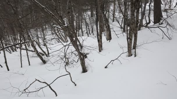 Rússia, República da Ossétia do Norte, Alânia. Inverno de filme tempestade de neve nas montanhas do Cáucaso Central . — Vídeo de Stock