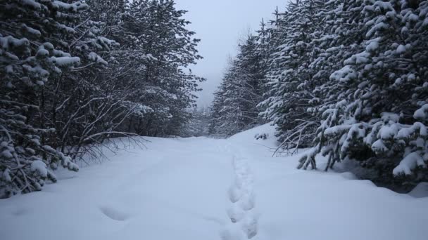 Rusland, Republiek van Noord-Ossetië-Alanië. Film winter sneeuwstorm in de bergen van de Kaukasus in de centrale. — Stockvideo