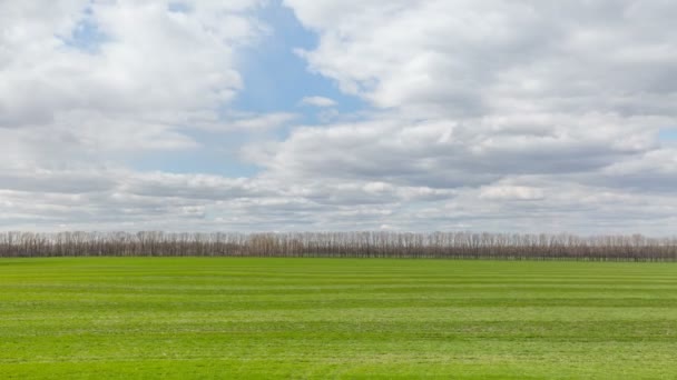 Росія, timelapse. Рух або більше полів озимої пшениці на початку весни у величезній степу Дону. — стокове відео