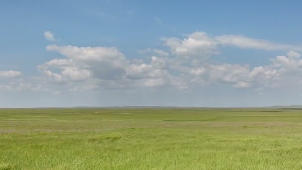 冬小麦在早春在广阔的大草原的老爷子的田地上空的云块的运动. — 图库视频影像