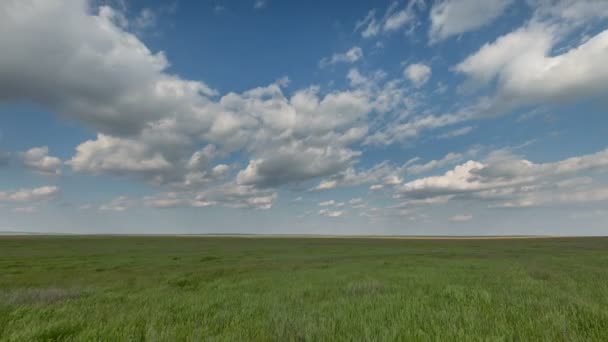 Pohyb mraků nad poli ozimé pšenice v předjaří v rozlehlé stepi Don. — Stock video