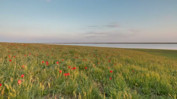 Движение облаков над полями озимой пшеницы ранней весной в обширных степях Дона . — стоковое видео