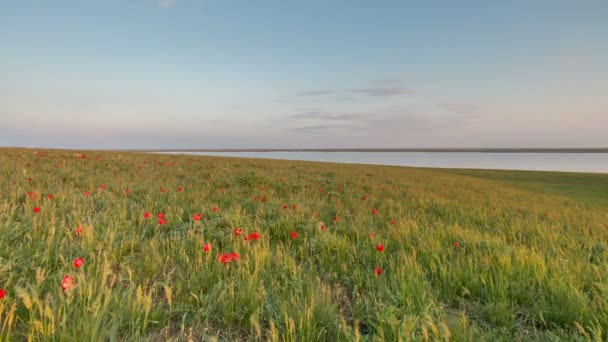 O movimento das nuvens sobre os campos de trigo de inverno no início da primavera nas vastas estepes do Don . — Vídeo de Stock