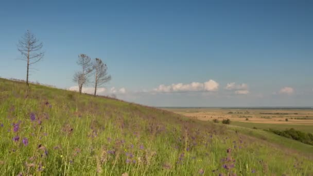 Le mouvement des nuages sur les champs de blé d'hiver au début du printemps dans les vastes steppes du Don . — Video