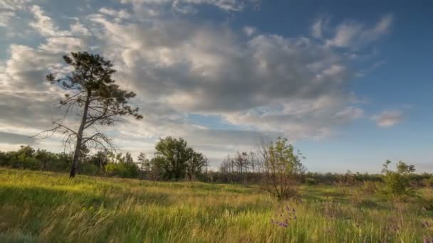 Pergerakan awan di atas ladang gandum musim dingin di awal musim semi di stepa Don yang luas . — Stok Video