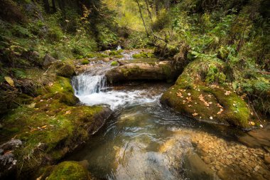 şelale. Ferns sahip dağ şelale.