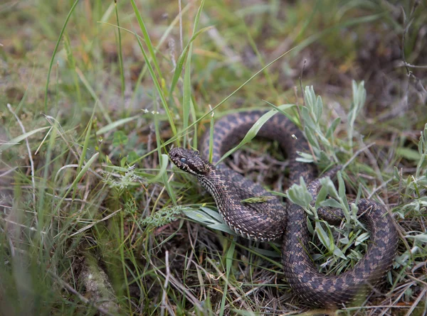 Bozkır viper bir poz saldırı