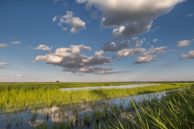 Sazlık ile büyümüş bir yeşil su birikintisi üzerinde mavi gökyüzünde bulutlar.