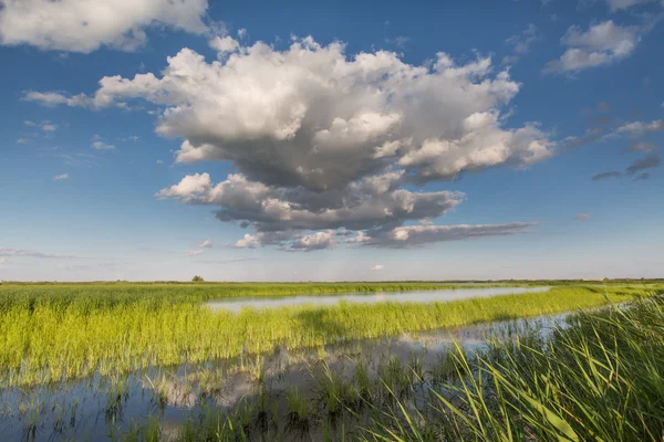 Wolken in de blauwe lucht over een groene vijver begroeid met riet. — Stockfoto