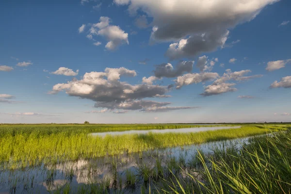 Sazlık ile büyümüş bir yeşil su birikintisi üzerinde mavi gökyüzünde bulutlar.