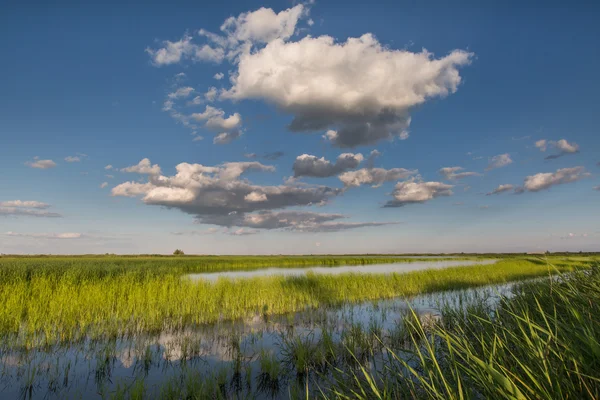 Wolken in de blauwe lucht over een groene vijver begroeid met riet. — Stockfoto