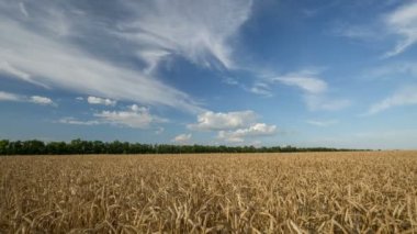 Rusya, timelapse. Oluşumu ve bulutlar üzerinde Don bozkırlarında çim yaz sonsuz yeşil alanlarında hareketi.