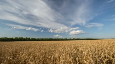Rusya, timelapse. Oluşumu ve bulutlar üzerinde Don bozkırlarında çim yaz sonsuz yeşil alanlarında hareketi.