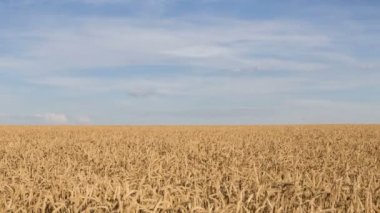 Rusya, timelapse. Oluşumu ve bulutlar üzerinde Don bozkırlarında çim yaz sonsuz yeşil alanlarında hareketi.