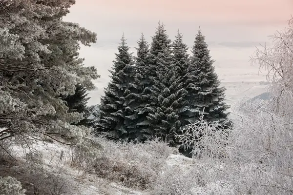 Dennen bedekt met sneeuw tegen de hemel in een waas. — Stockfoto