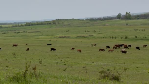 A formação e movimentos de nuvens até as encostas íngremes das montanhas do Cáucaso Central picos . — Vídeo de Stock