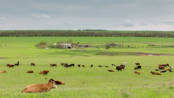 Stado krów wypasających się na zielonych łąkach trawy u podnóża Kaukazu. — Wideo stockowe