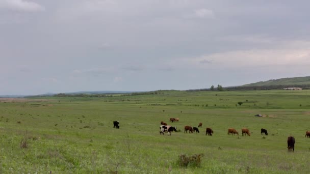 Un troupeau de vaches broutant sur les prairies luxuriantes d'herbe verte des contreforts du Caucase . — Video