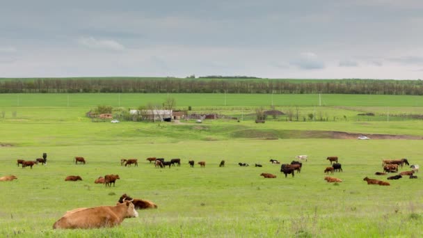 Un troupeau de vaches broutant sur les prairies luxuriantes d'herbe verte des contreforts du Caucase .