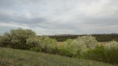 Don geniş bozkırlarında erken Bahar kış buğday alanları üzerinde thunderclouds hareketi.